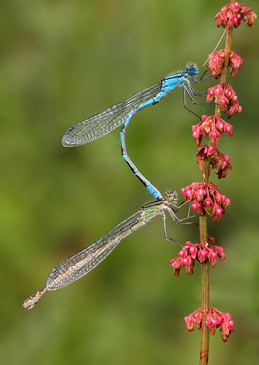 Common Blues Mating 2